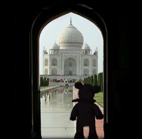 Pig emerging from the shadows at the Taj Mahal