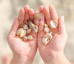 The shell was – and still is – a favorite object of adornment
