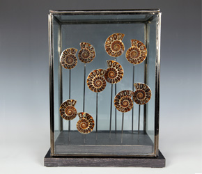 10 Ammonite Fossils in glass dislpay case