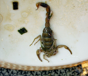 Glen Joffe took this photo of a delicacy in China – scorpion!