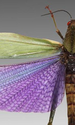 Vibrant wings of the Titanacris Albipes