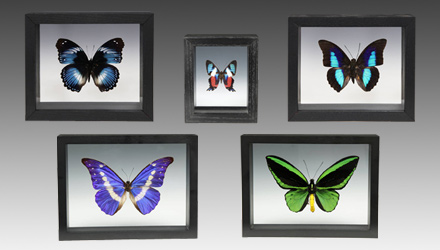 Selection of butterflies from PRIMITIVEs vast collection