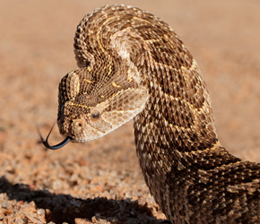 The puff adder is found throughout Sub-Saharan Africa and is responsible for the most snakebite fatalities on the continent