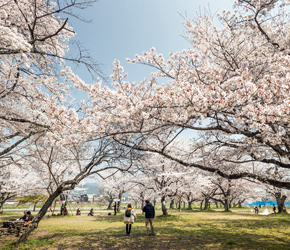 Cherry blossoms in Nara Park, Japan