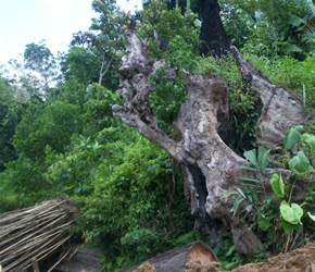 Massive petrified wood root along the edge of a forest in Java, Indonesia.
            Photo credit: Glen Joffe