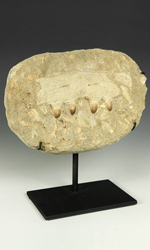 Fossilized Jawbone with four teeth