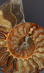 Fossilized Ammonite