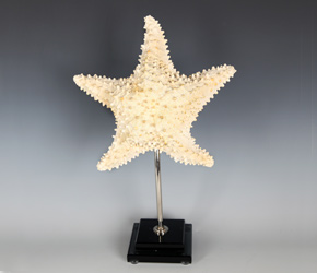 5 point starfish, based 5 point starfish, based