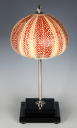 Sea urchin, based Sea urchin, based