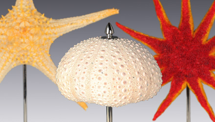 These starfish and sea urchins are part of a much larger collection of curiosities from all over the world