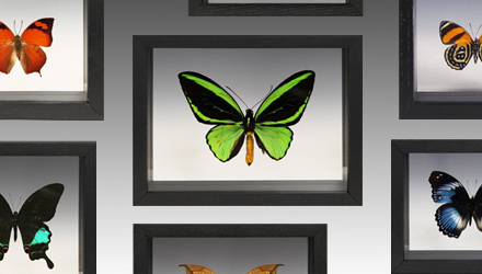 Part of a much larger collection of bugs and butterflies