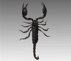 Giant Scorpion
