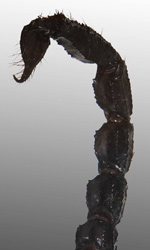 Heterometrus Spinifer, or Giant Scorpion