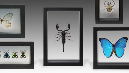 Part of a much larger collection of bugs and butterfly specimens