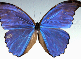 Giant Blue Morpho; PRIMITIVE I.D. #A1400-330