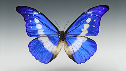 Morpho Helena